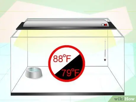 Позаботьтесь о китайском водяном драконе. Шаг 7