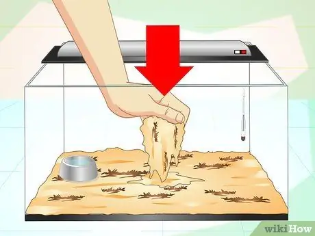 Позаботьтесь о китайском водяном драконе. Шаг 8