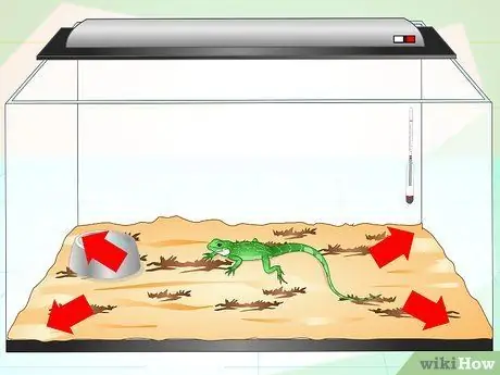 Позаботьтесь о китайском водяном драконе. Шаг 9