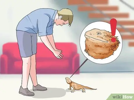 Приручить бородатого дракона Шаг 3