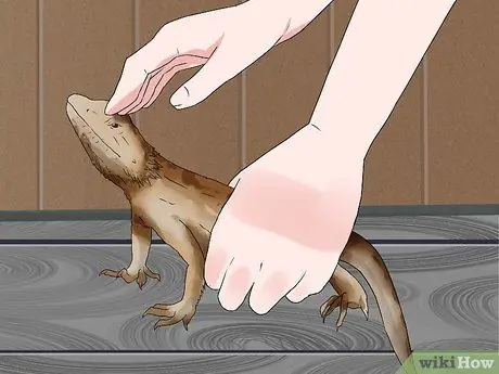 Приручить бородатого дракона Шаг 4