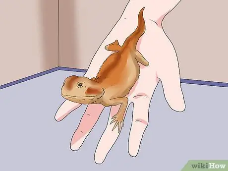 Приручить бородатого дракона Шаг 5