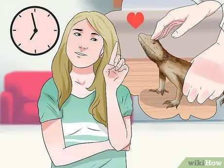 Приручить бородатого дракона Шаг 6