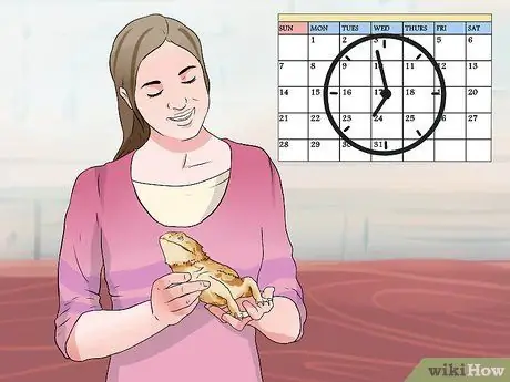 Приручить бородатого дракона Шаг 8