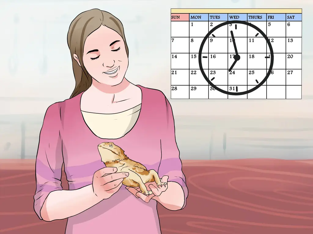 Как приручить бородатого дракона: 8 шагов (с иллюстрациями)