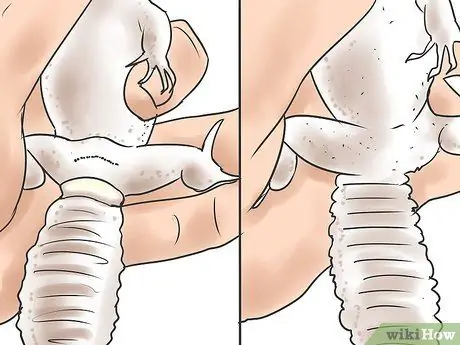 Порода леопардовых гекконов Шаг 1