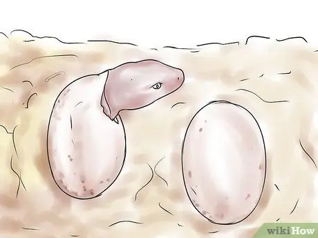 Порода леопардовых гекконов Шаг 11