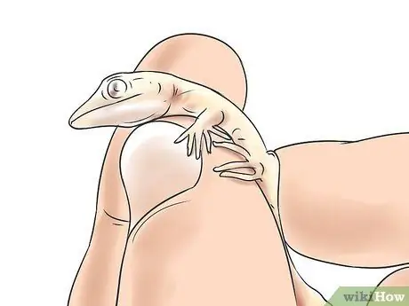 Порода леопардовых гекконов Шаг 12