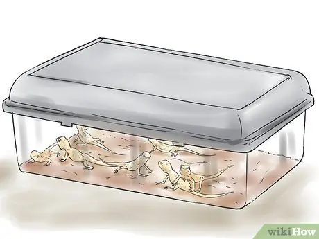 Порода леопардовых гекконов Шаг 14