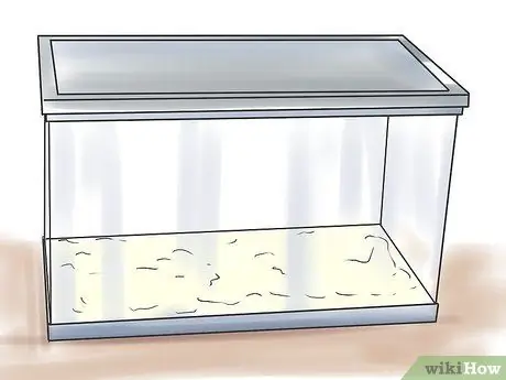 Порода леопардовых гекконов Шаг 2