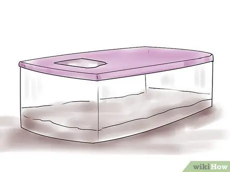 Порода леопардовых гекконов Шаг 3