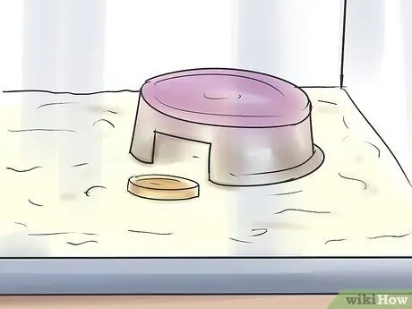 Порода леопардовых гекконов Шаг 7