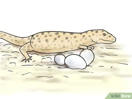 Порода леопардовых гекконов Шаг 8