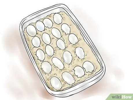 Порода леопардовых гекконов Шаг 9