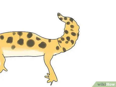 Выберите леопардового геккона Шаг 1