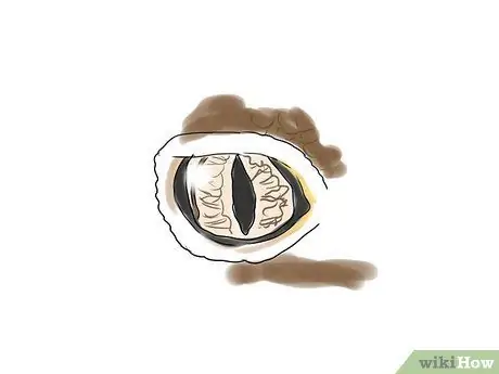 Выберите леопардового геккона, шаг 2