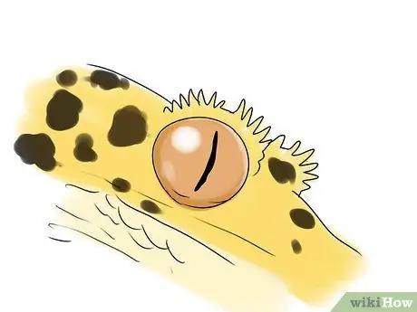 Выберите леопардовый геккон Шаг 6