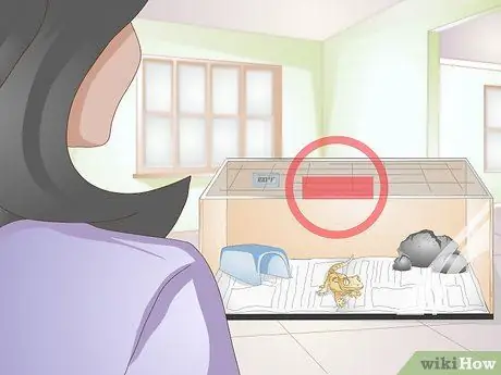 Обработка хохлатого геккона Шаг 1