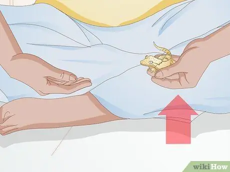 Обработка хохлатого геккона Шаг 10