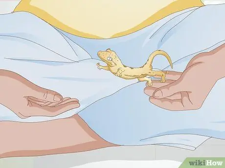 Обработка хохлатого геккона Шаг 11