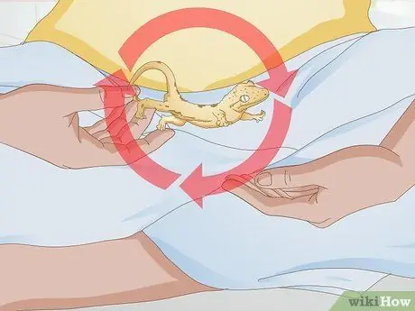 Обработка хохлатого геккона Шаг 12