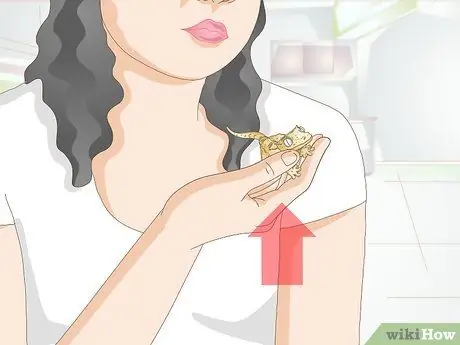 Обработка хохлатого геккона Шаг 14