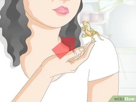 Обработка хохлатого геккона Шаг 15