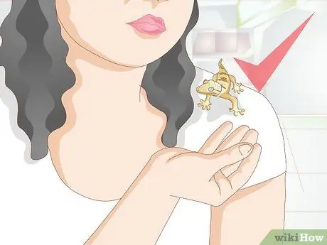 Обработка хохлатого геккона Шаг 16