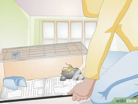 Обработка хохлатого геккона Шаг 2