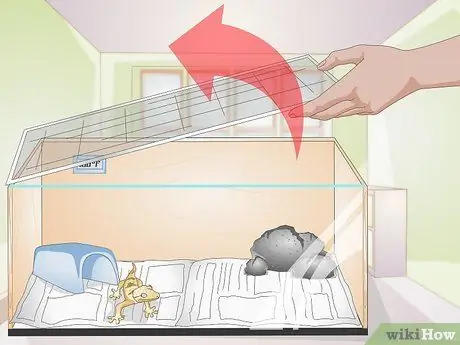 Обработка хохлатого геккона Шаг 3