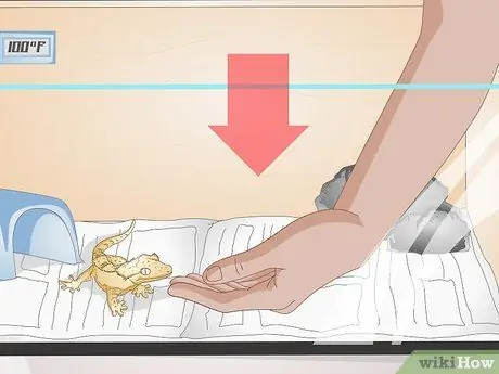 Обработка хохлатого геккона Шаг 4