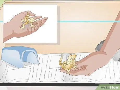 Обработка хохлатого геккона Шаг 5