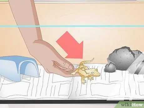 Обработка хохлатого геккона Шаг 6