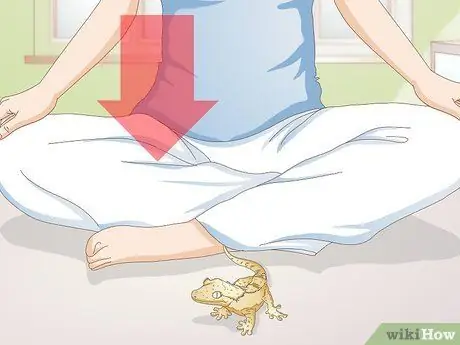 Обработка хохлатого геккона Шаг 7