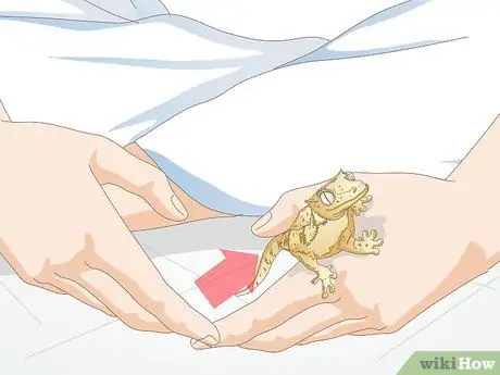 Обработка хохлатого геккона Шаг 8