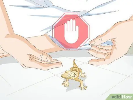 Обработка хохлатого геккона Шаг 9