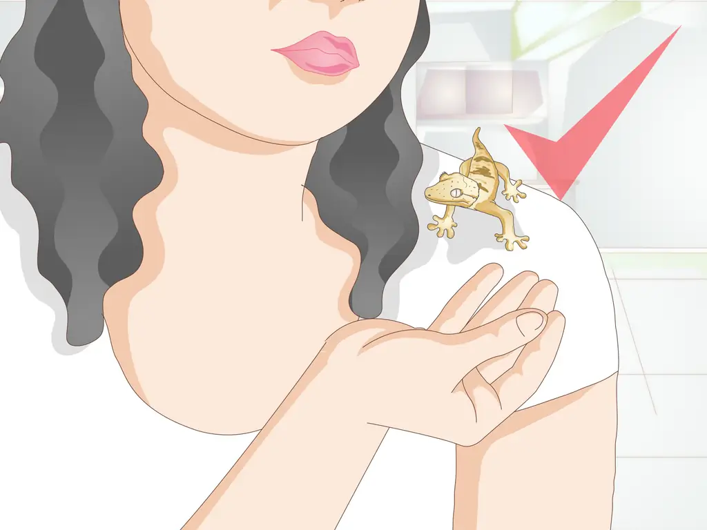 4 способа обращения с хохлатым гекконом