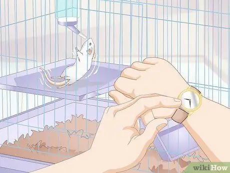 Узнайте, есть ли у вашей песчанки припадок Шаг 3