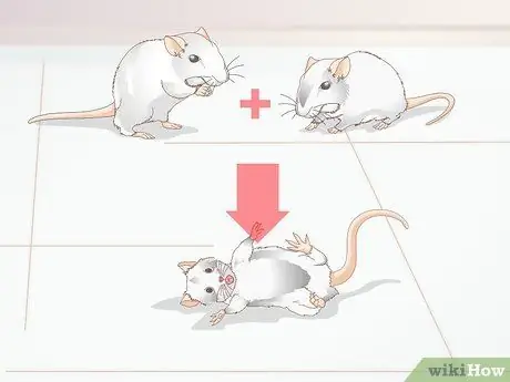 Узнайте, есть ли у вашей песчанки припадок Шаг 4