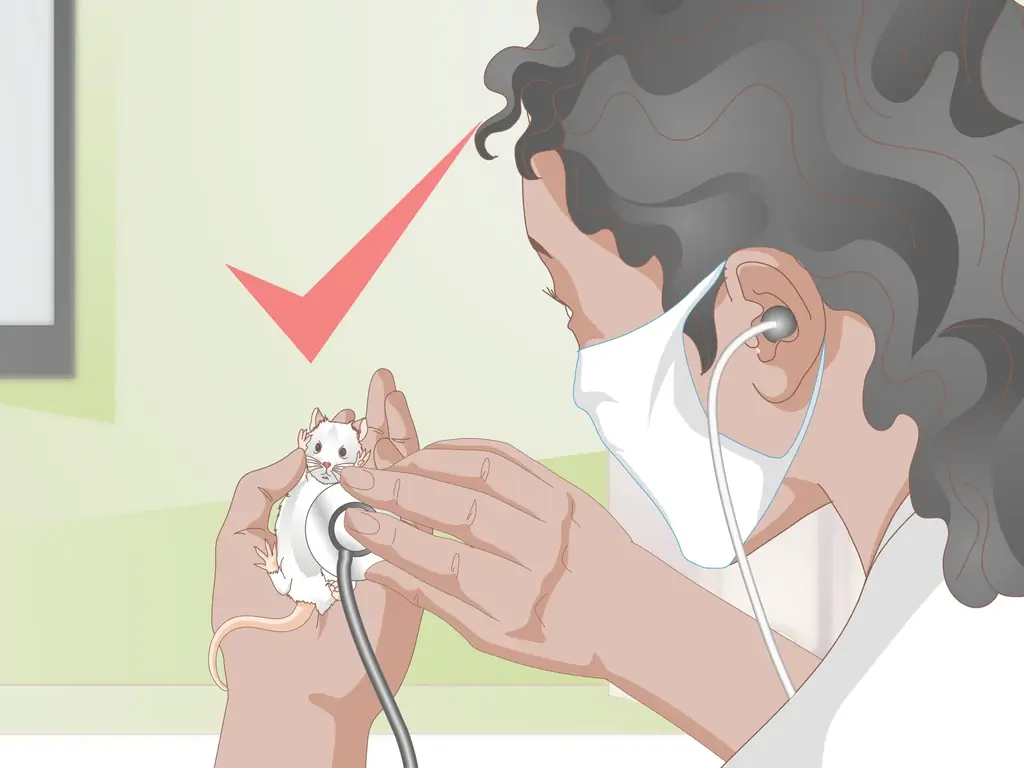 3 способа узнать, есть ли у вашей песчанки припадок