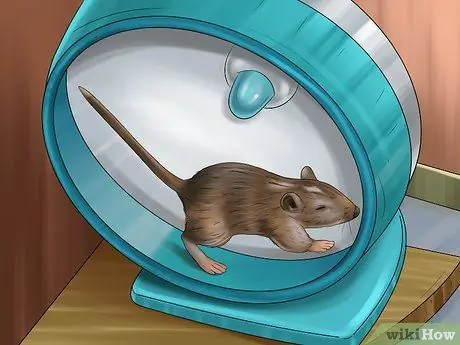 Лечить песчанок, склонных к судорогам Шаг 3