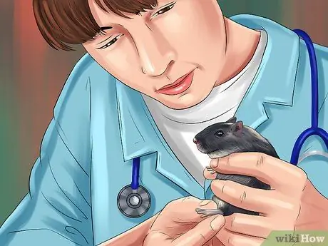 Лечить песчанок, склонных к судорогам Шаг 4