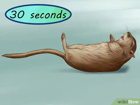 Лечить песчанок, склонных к судорогам Шаг 6