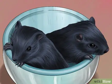 Лечить песчанок, склонных к судорогам Шаг 7