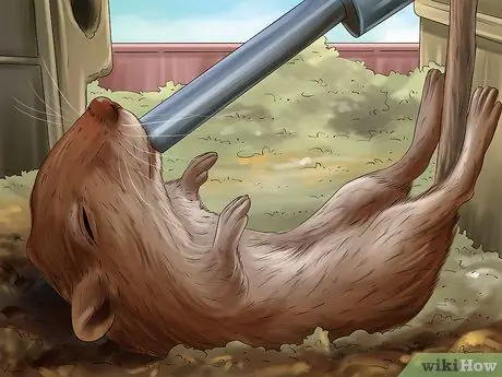 Лечить песчанок, склонных к судорогам Шаг 9