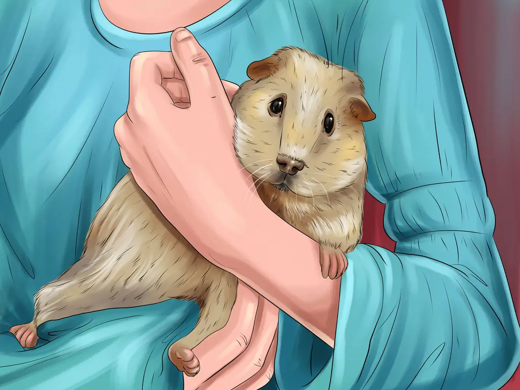 3 способа лечения песчанок, склонных к судорогам