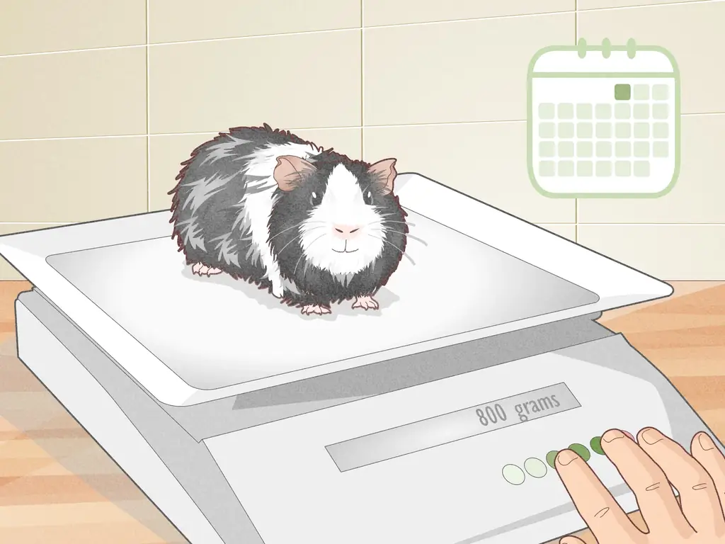 Как избежать перекармливания морской свинки: 7 шагов (с иллюстрациями)