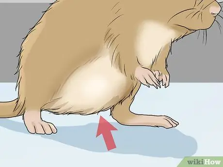 Выявление и лечение кист яичников у песчанок Шаг 2