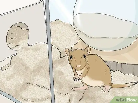 Выявление и лечение кисты яичников у песчанок Шаг 3