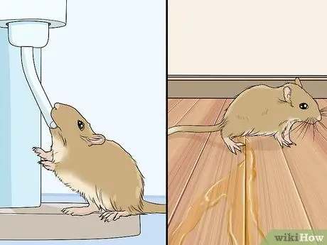 Выявление и лечение кисты яичников у песчанок Шаг 4